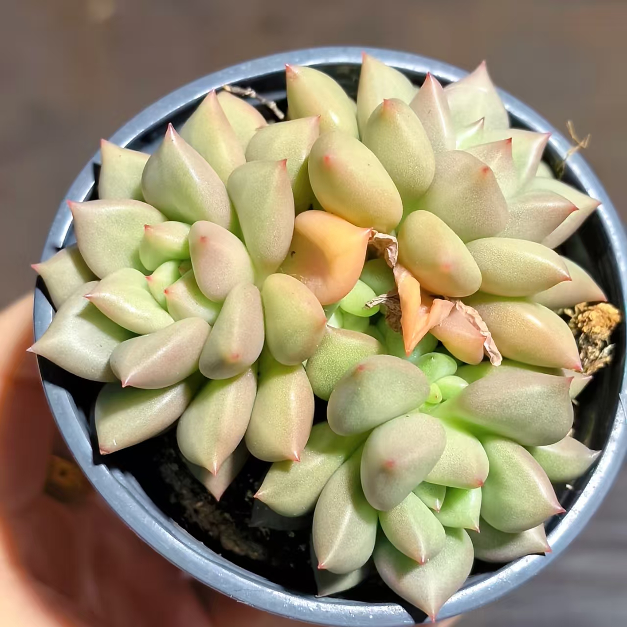 【黄金象牙 】  多肉植物 绿植盆