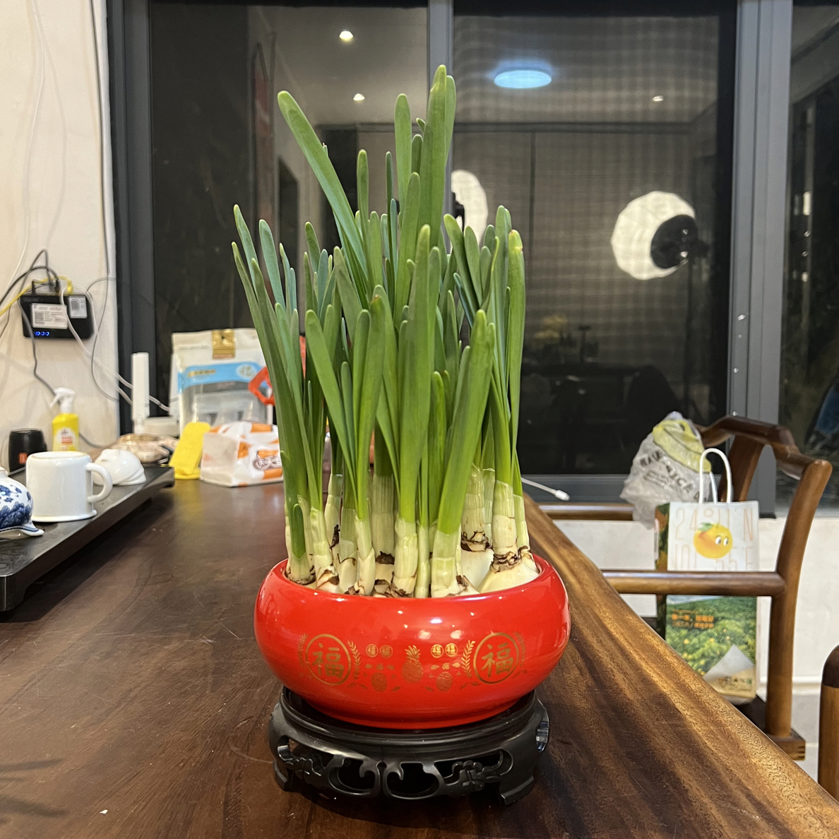 好养水仙花种球水培冬季耐寒室内外年宵花卉绿植