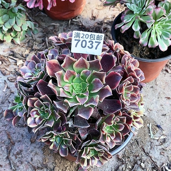 7037 一颗欧嘉莉法师