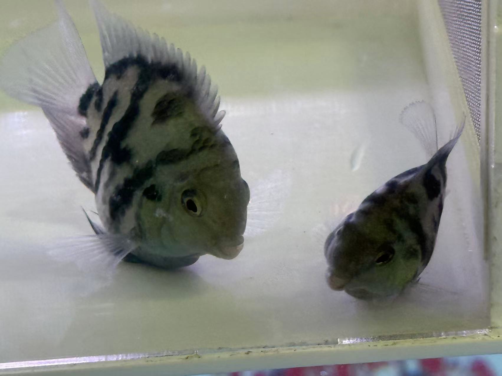 迷你鹦鹉鱼宝蓝桃心缩尾热带观赏鱼淡水好养易繁殖，开箱视频报损