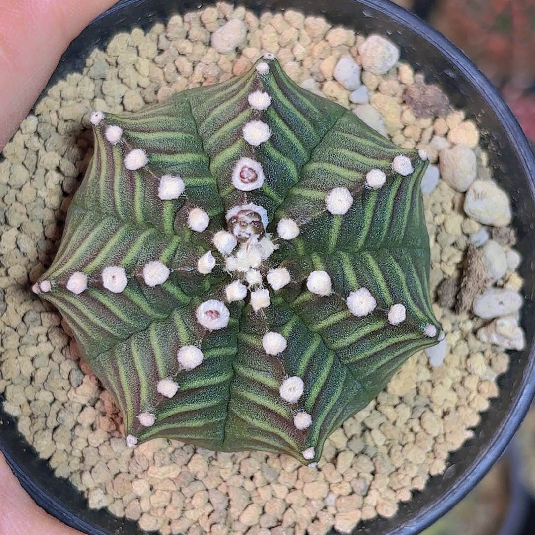 泰系米哈实生仙人球500