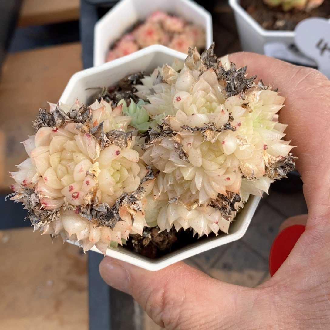 精品多肉一物一拍不包整315