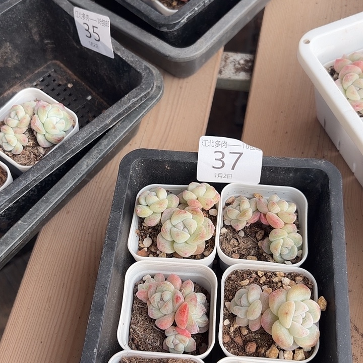 37 号多肉到手1框一物一拍