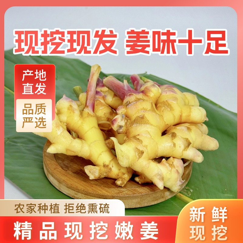 云南高山小黄姜新鲜现发可作月子姜的优质生姜