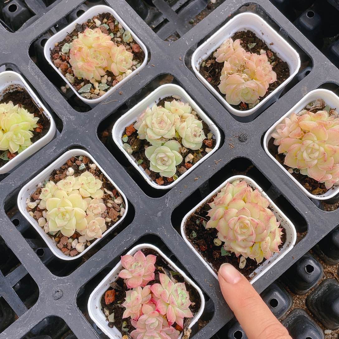 麦杆群盆一个满25包邮