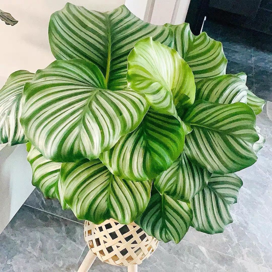 青苹果网红竹芋盆栽室内耐阴好养吸甲醛四季常青净化空气绿植