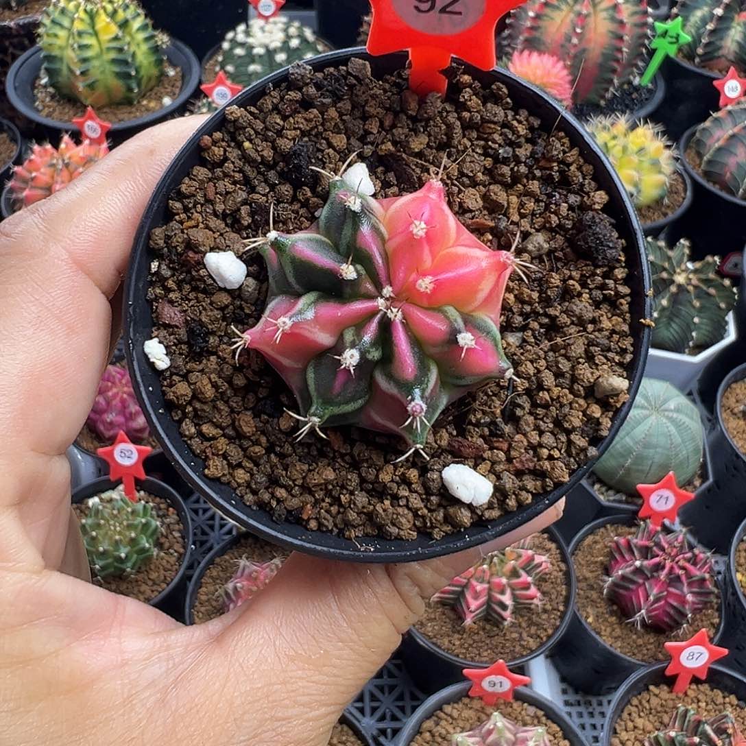 1-92米哈仙人球锦3.5厘米