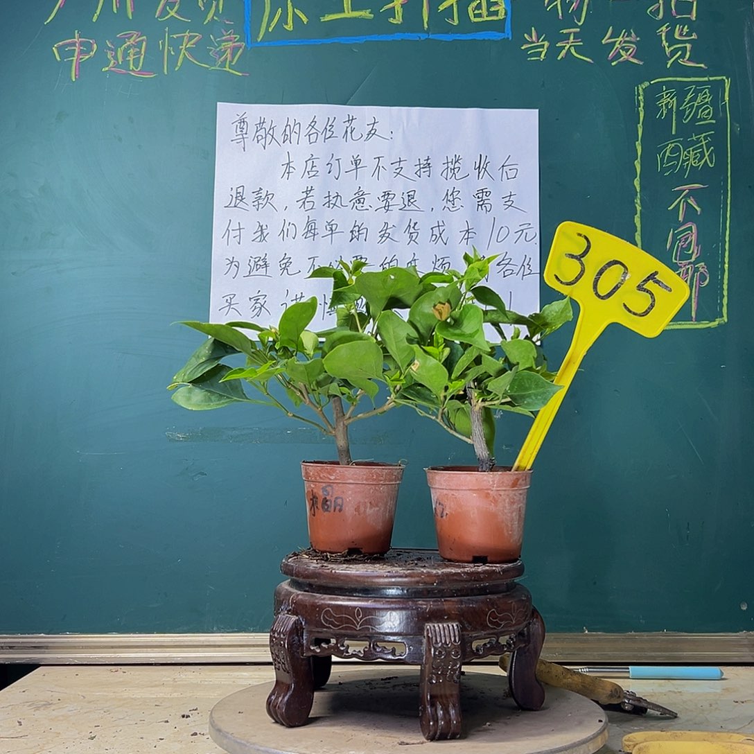 当前无花栽培后可以开花绿叶水晶掌中宝 雪紫掌中宝 305