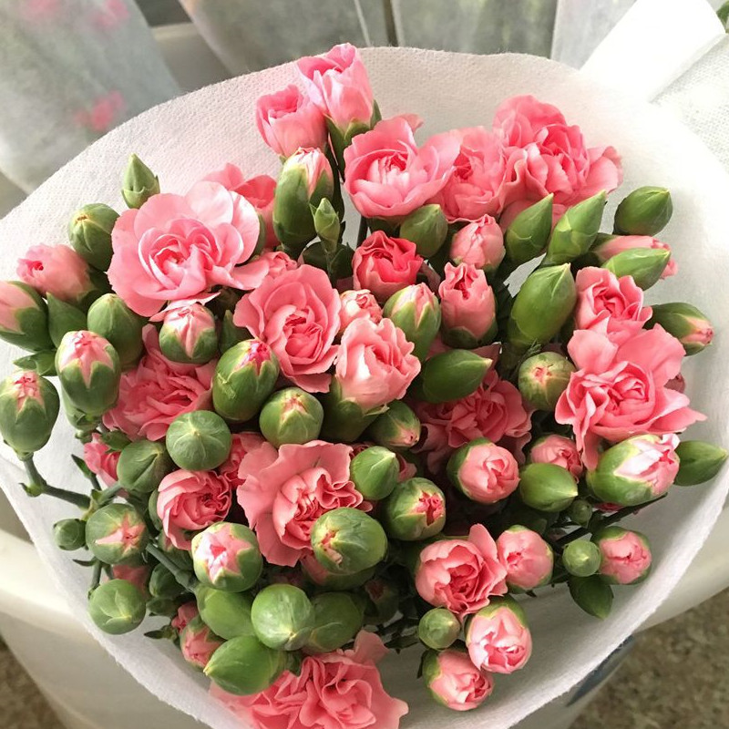 多头康乃馨粉色水养鲜花适合家庭插花装饰