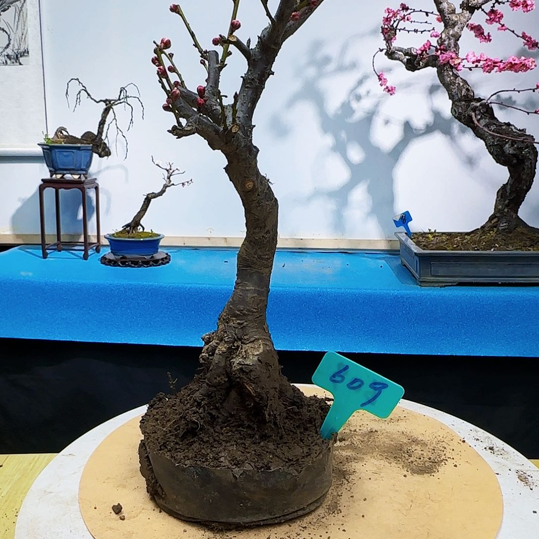 无铅玻璃美**姿f gh j j k l