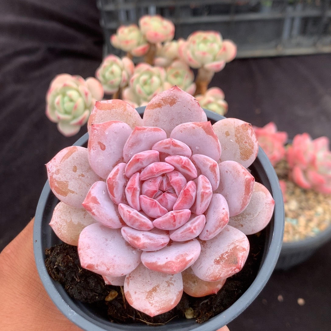 清光绪二十四十二女孩子