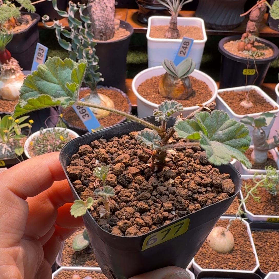 冰淇淋洋葵677 仙人掌