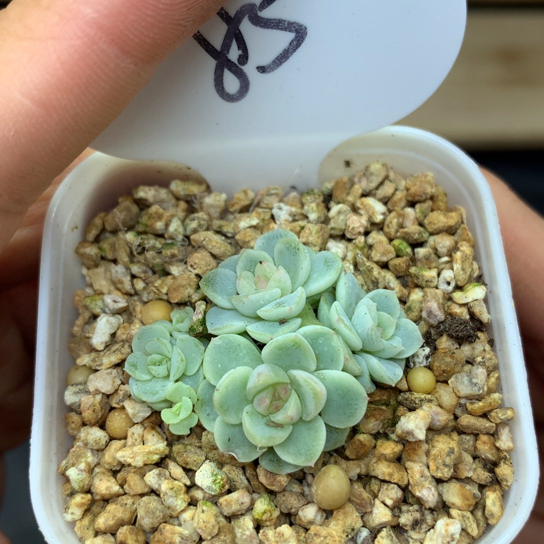 8头纸鸢自然群85