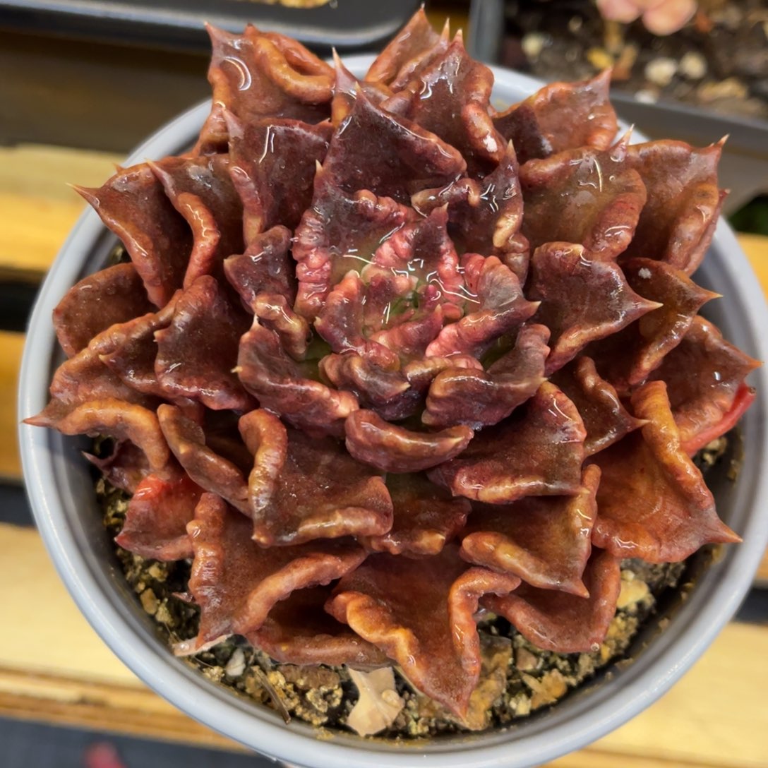 G*权736776766868535353