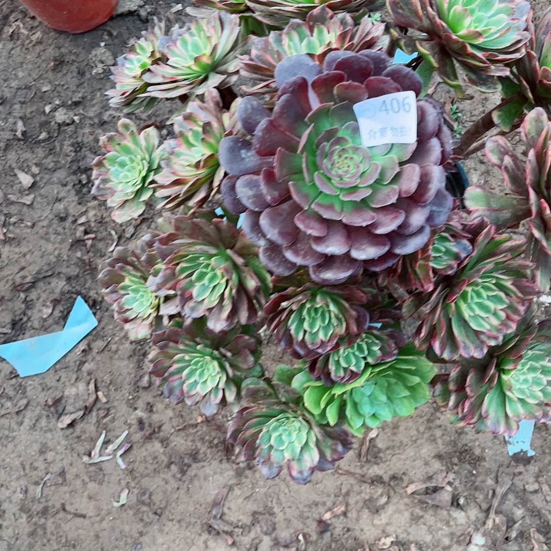 无花朵多肉植物406
