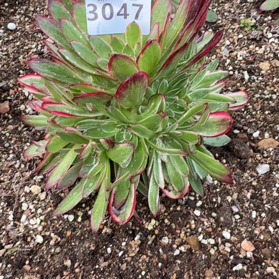 3047瑶光。多肉植物