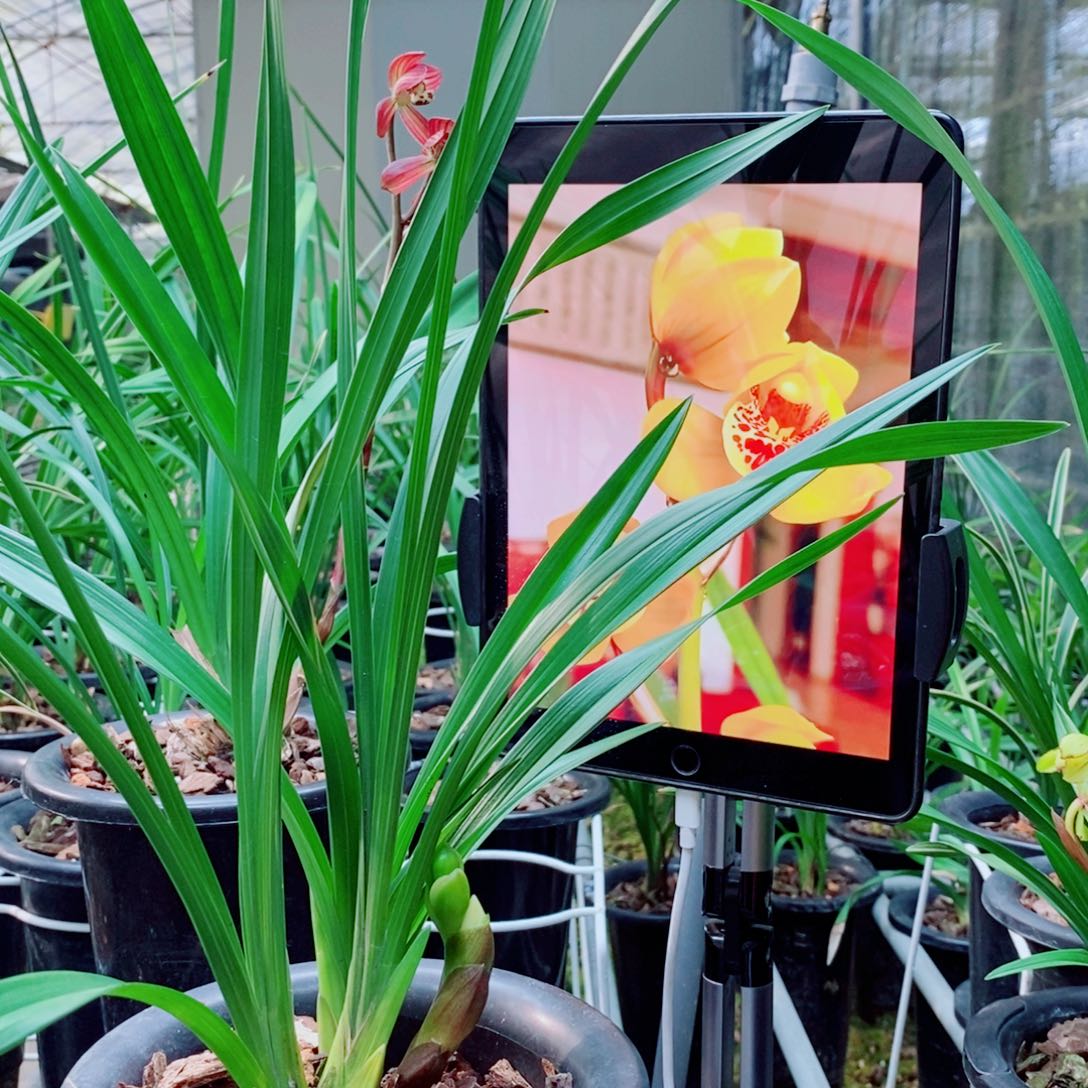 大部分花苞少量开放