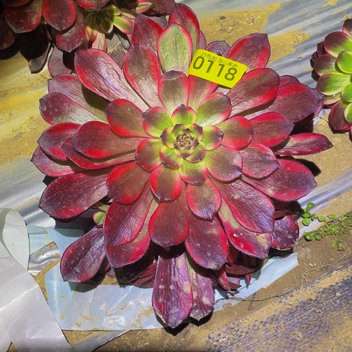 0118烟花多肉植物