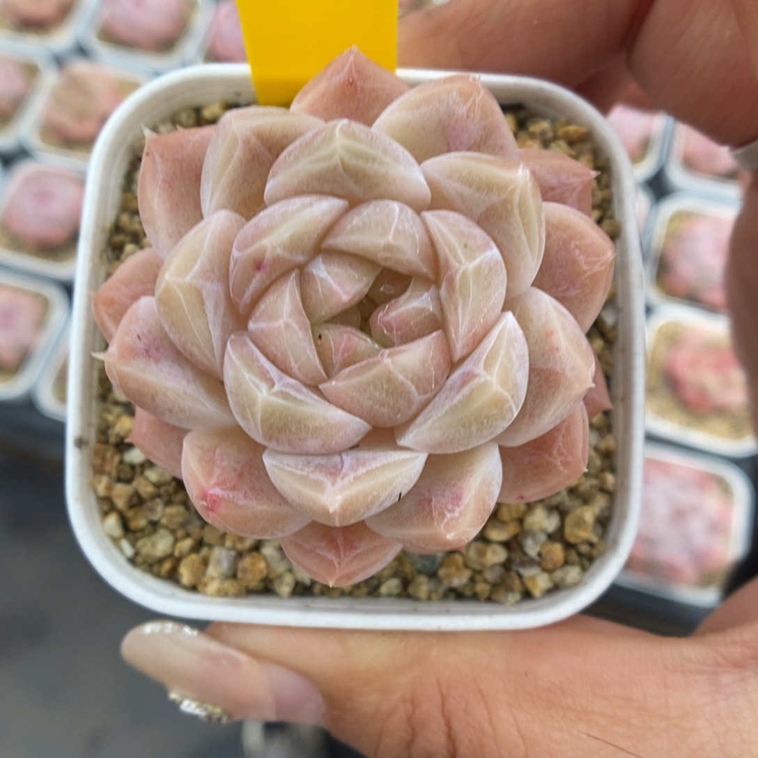 k***n柚子糖可拍346号。     