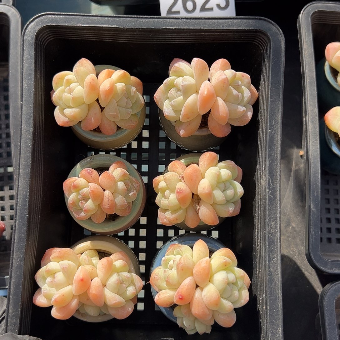 2624，六个双头冰玉带盆发