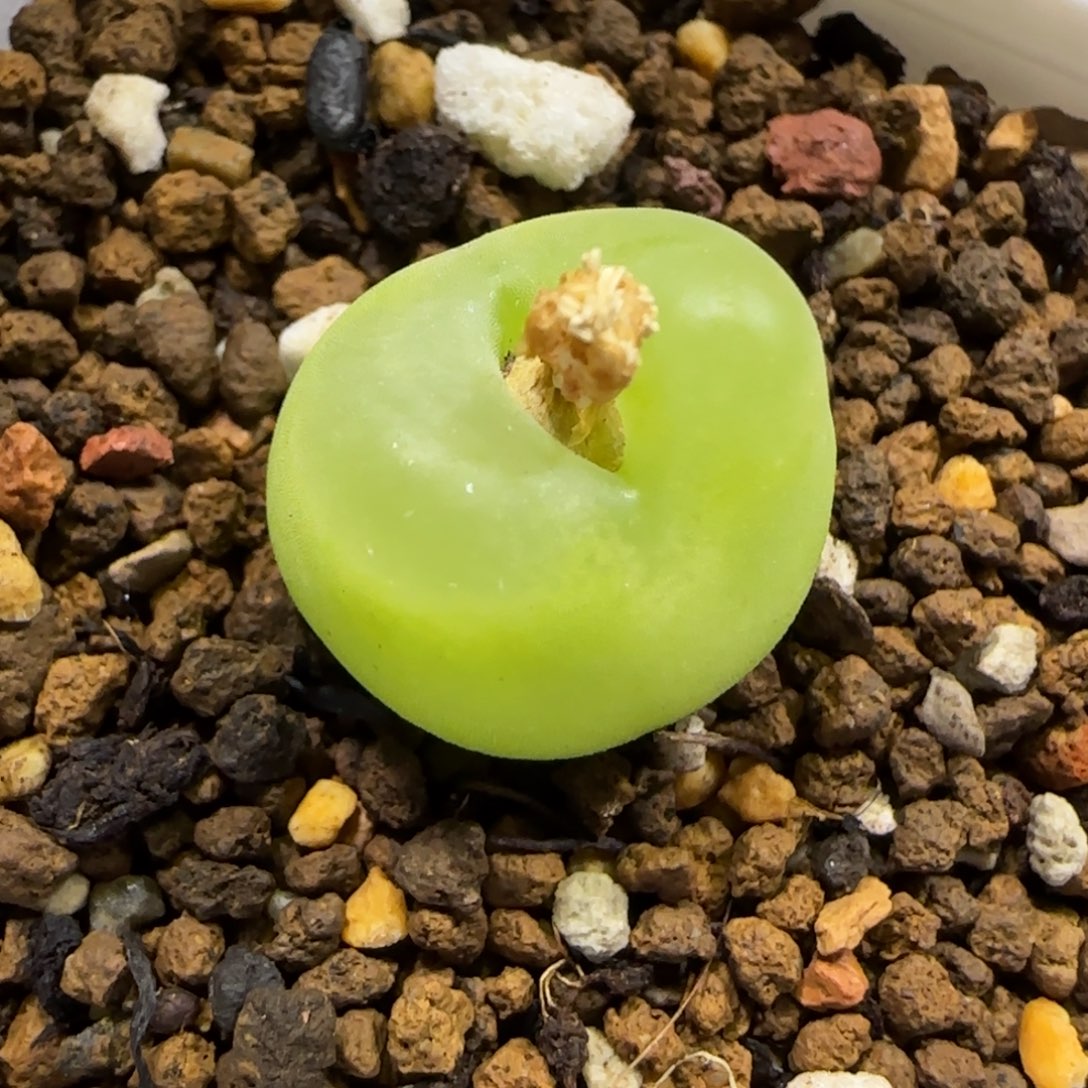 12.1。脱土发。216饼干。  2010