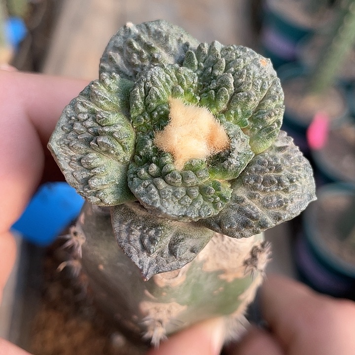 哥斯拉仙人球满39包邮160