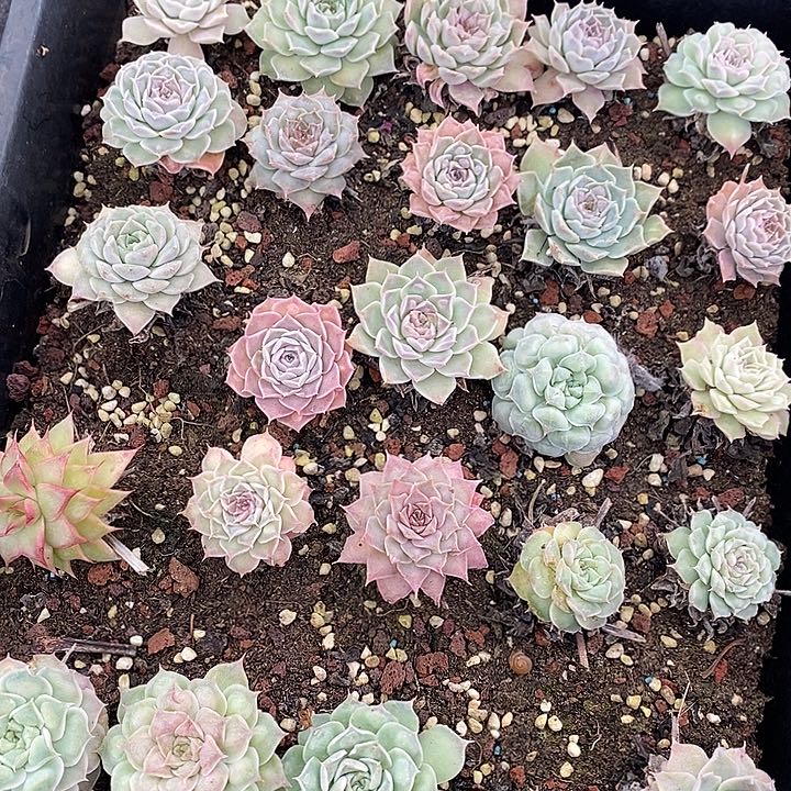 2 多肉植物盆栽花卉