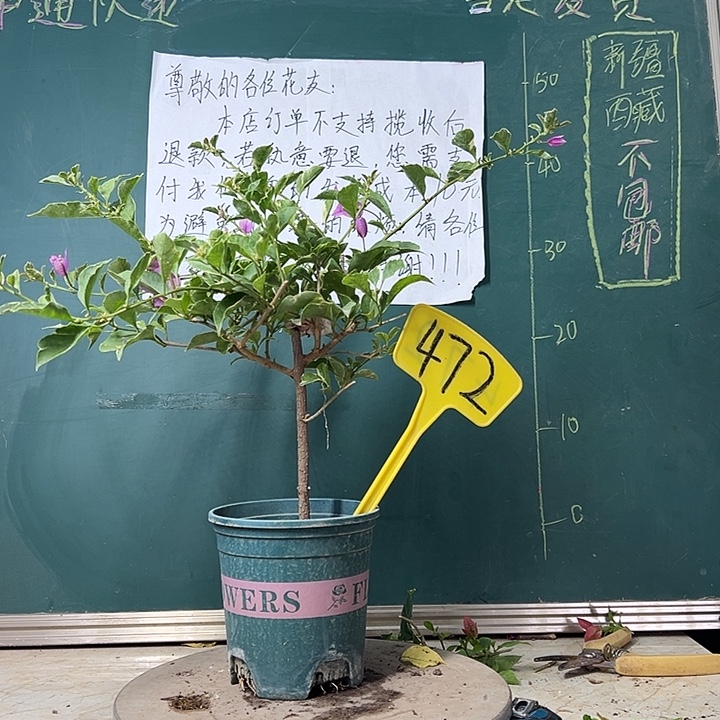 全部花苞 冰淇淋 472