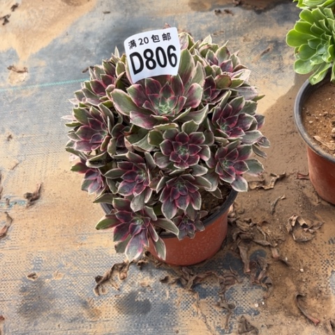 806浣纱不包断枝