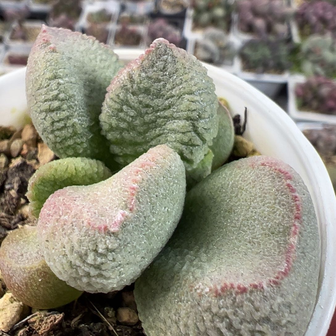 实生新品多肉植物水泡实生新品