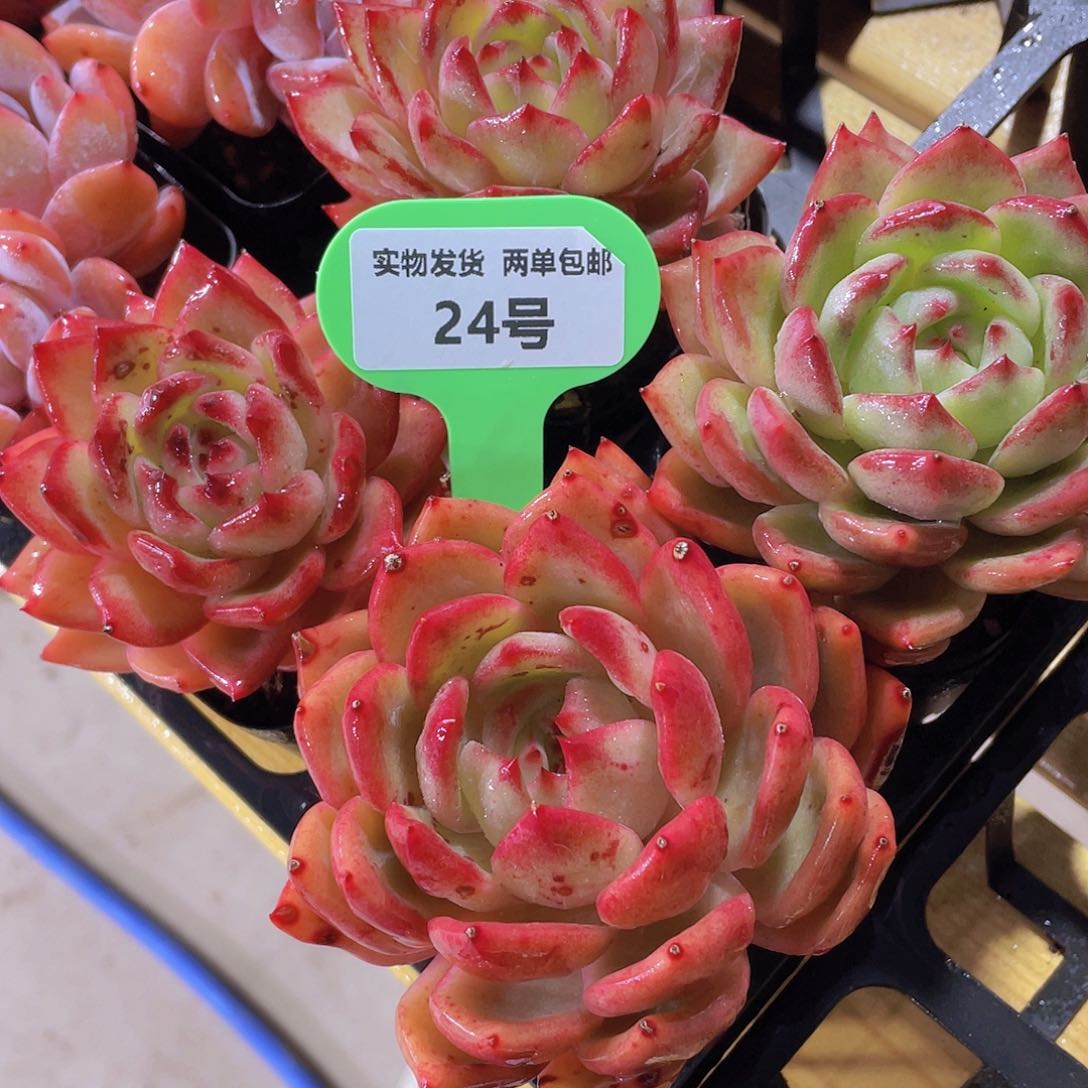 24号 老桩夜魔侠单头一个