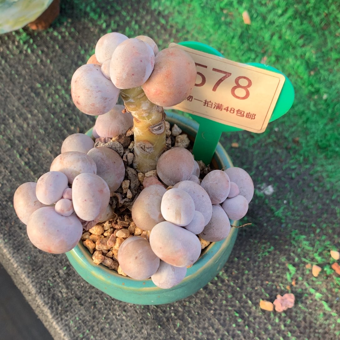 烟美人奶酪一物一拍