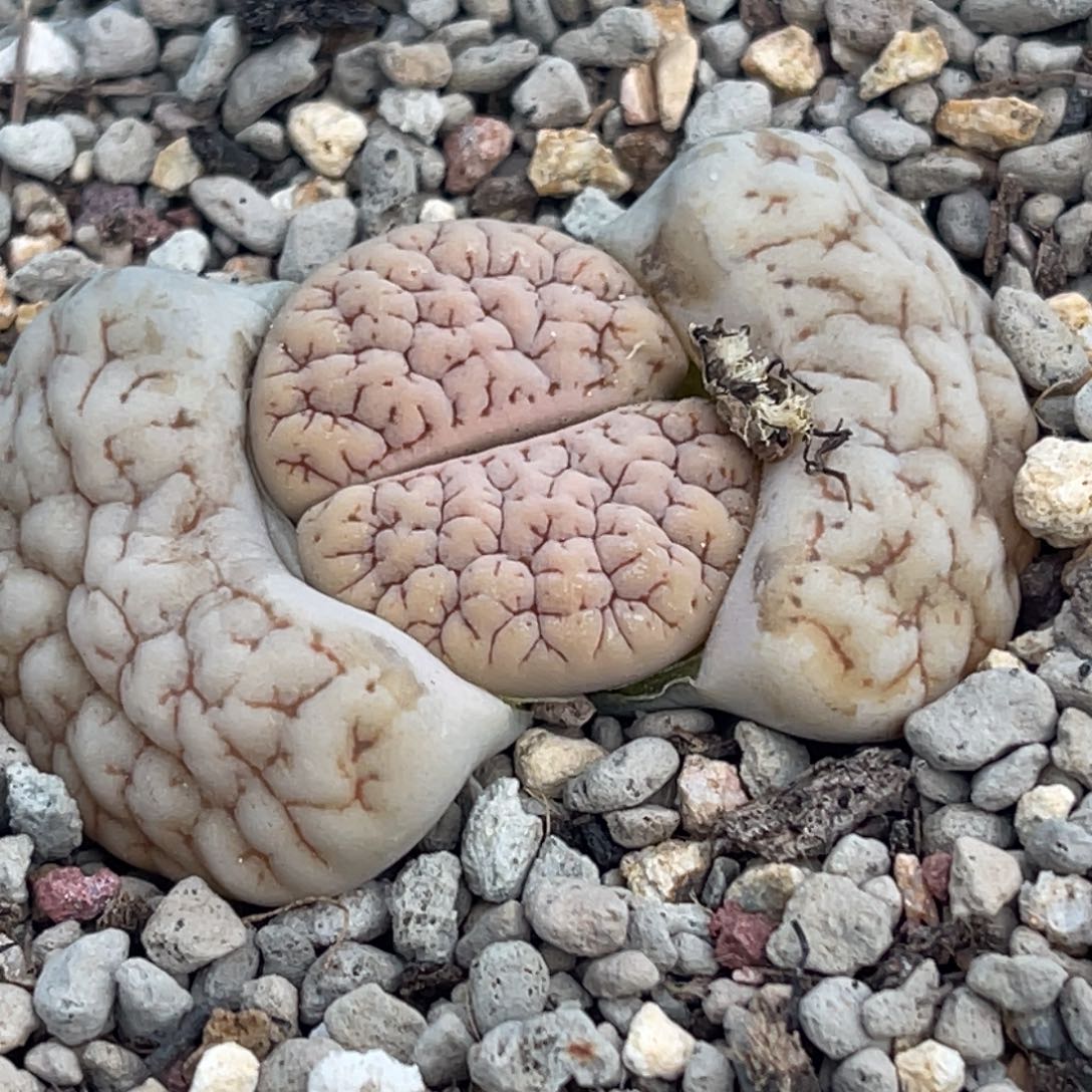 悟***问9453凹凸脑纹189一颗