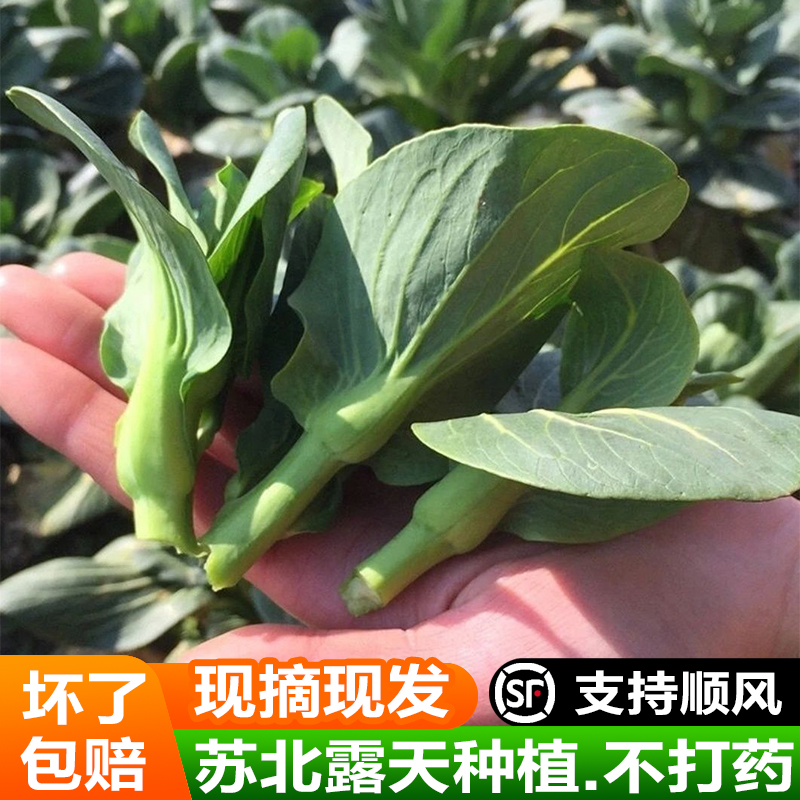 【送货上门】苏北农家露天自种当天现摘苏州青菜苔霜冻菜心软糯香甜