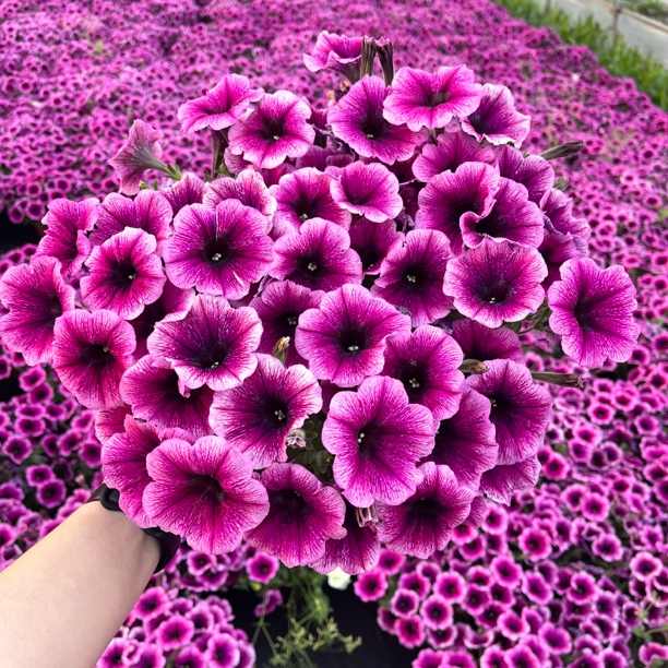 大苗牵牛花盆栽重瓣矮牵牛花苗垂吊花卉庭院阳台