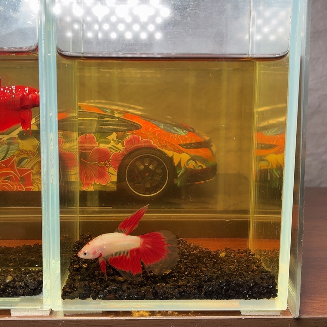 斗鱼烈焰男孩公鱼