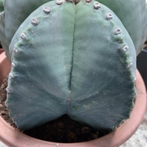 超大仙人球50米仙人球