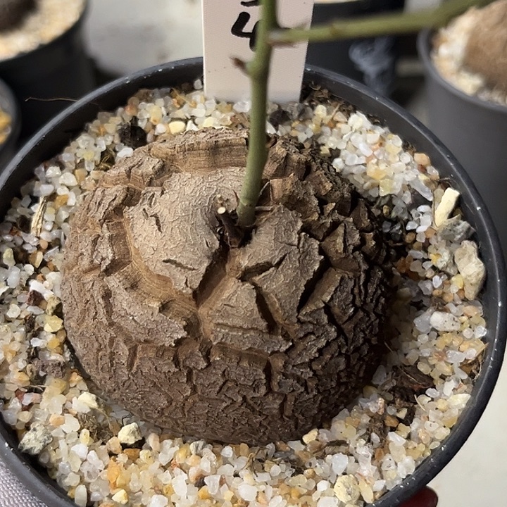 潮流植物龟甲龙3054