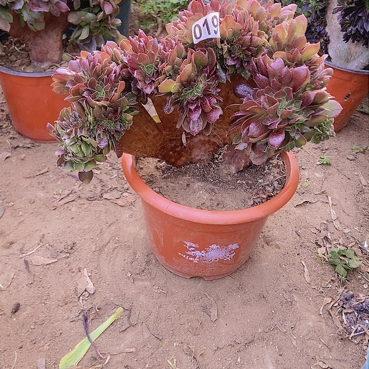  019玫瑰法师缀老板子法师缀