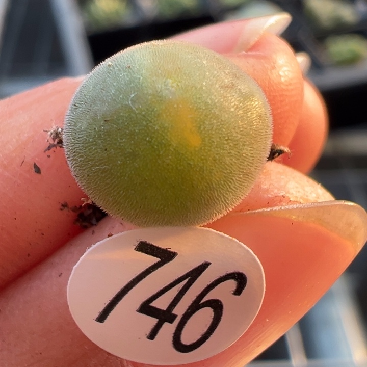 746号11111111111111111