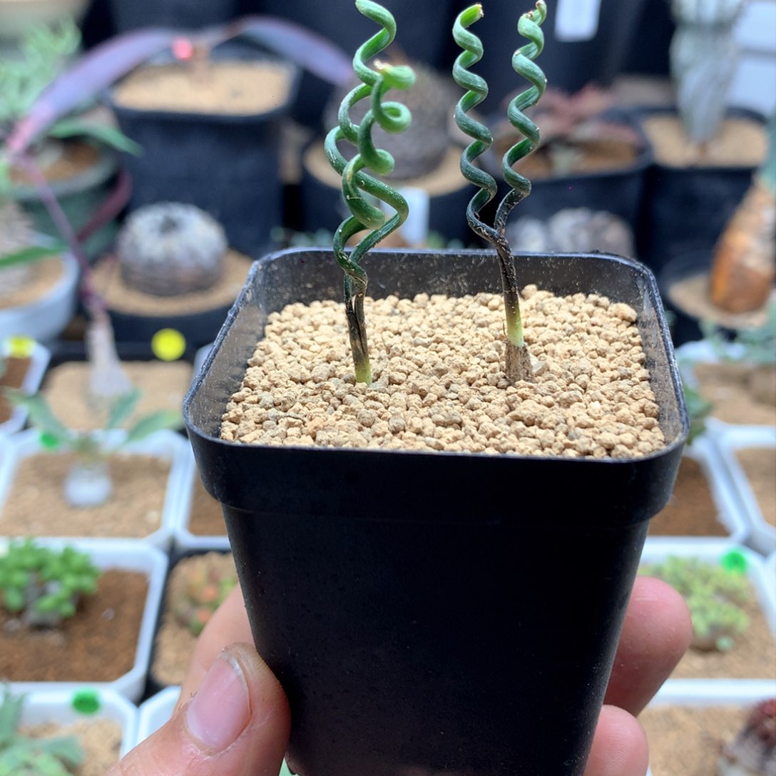 钢丝弹簧草多肉带盆