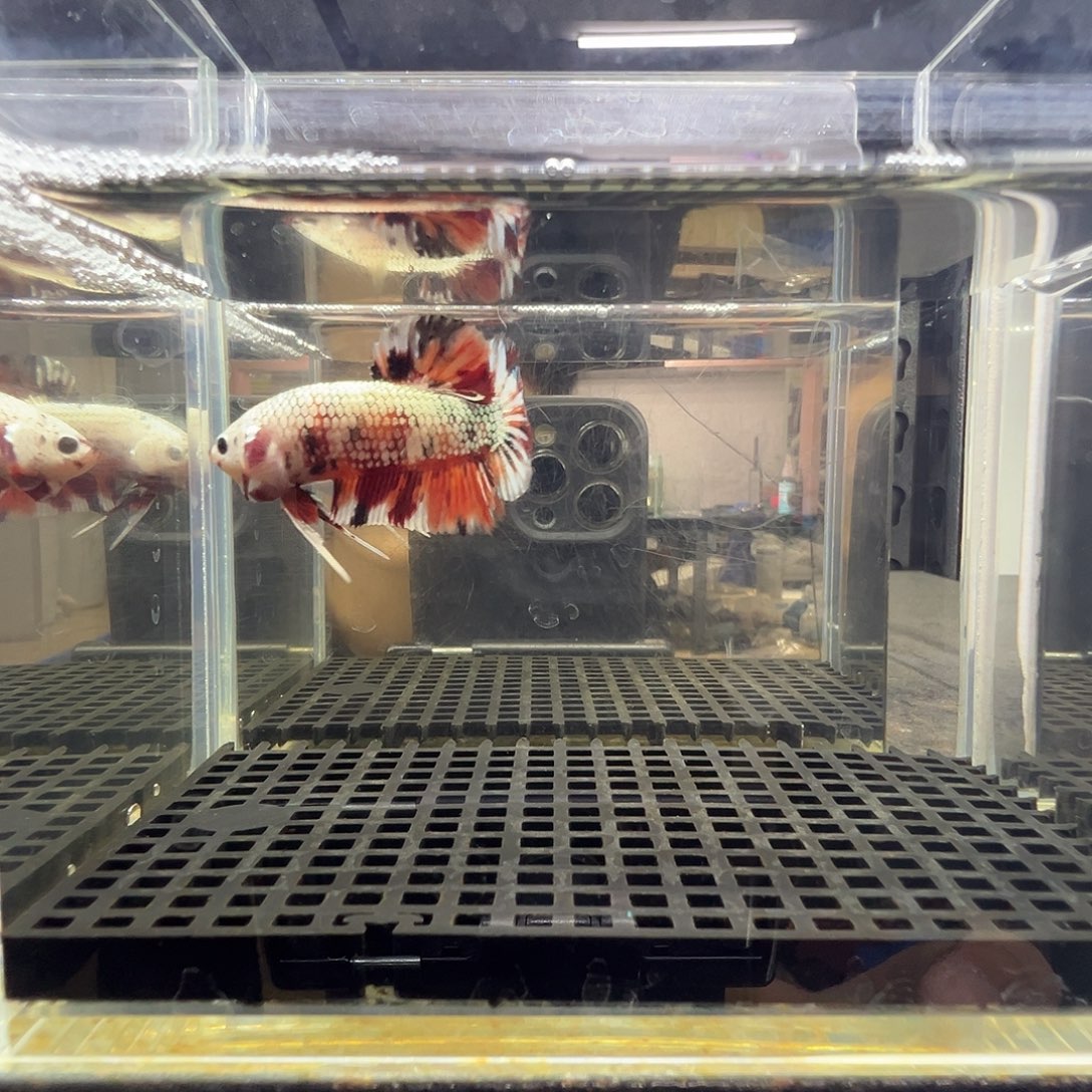 斗鱼阿浩泰斗8日30号