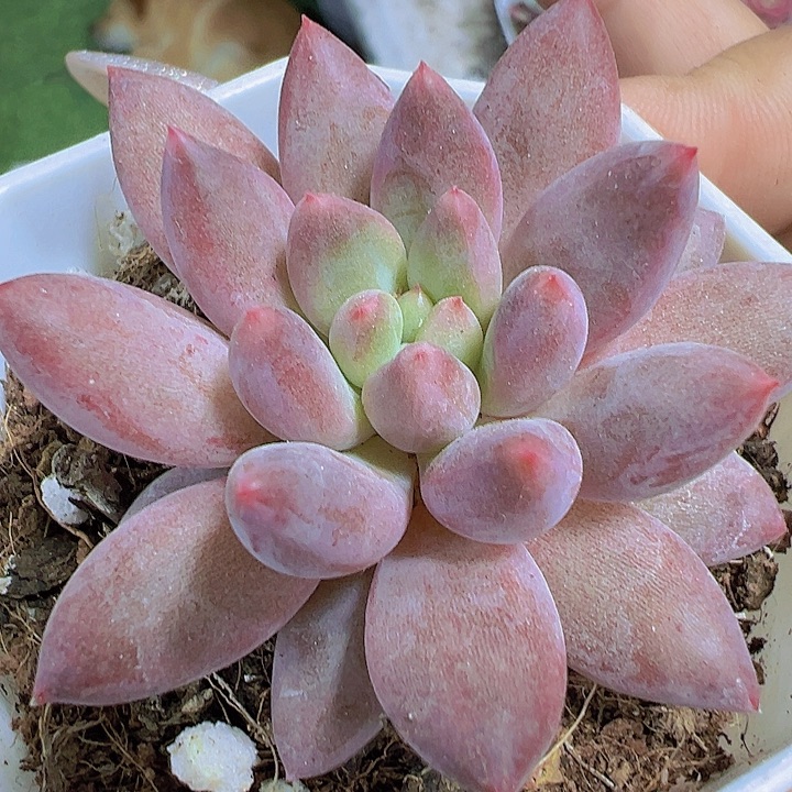 水晶球19包邮多肉植物