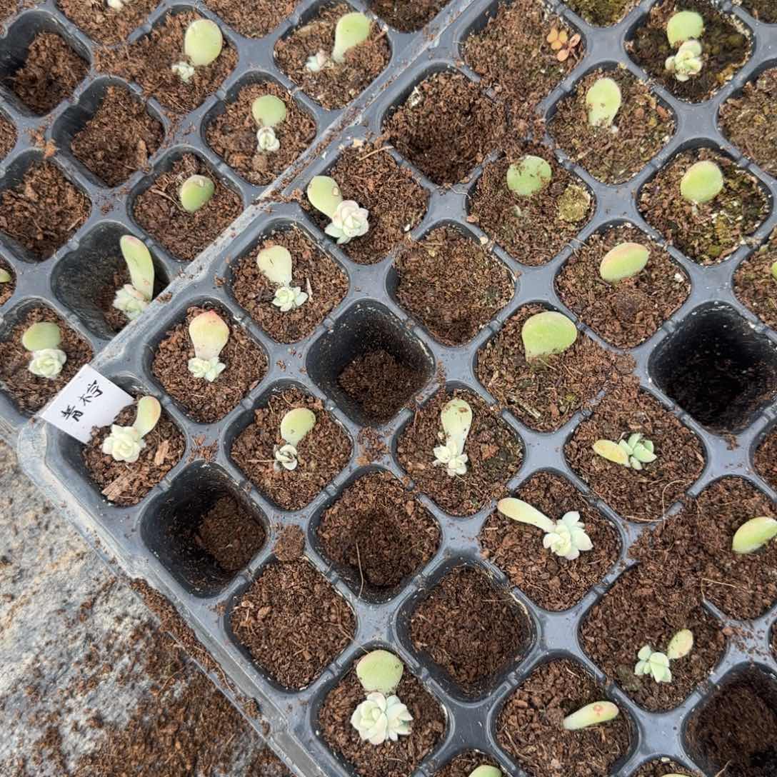 青柠穴一个满25包邮