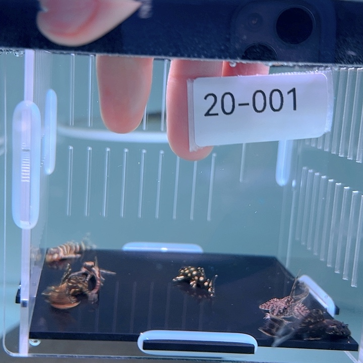 热带鱼不分公母6条