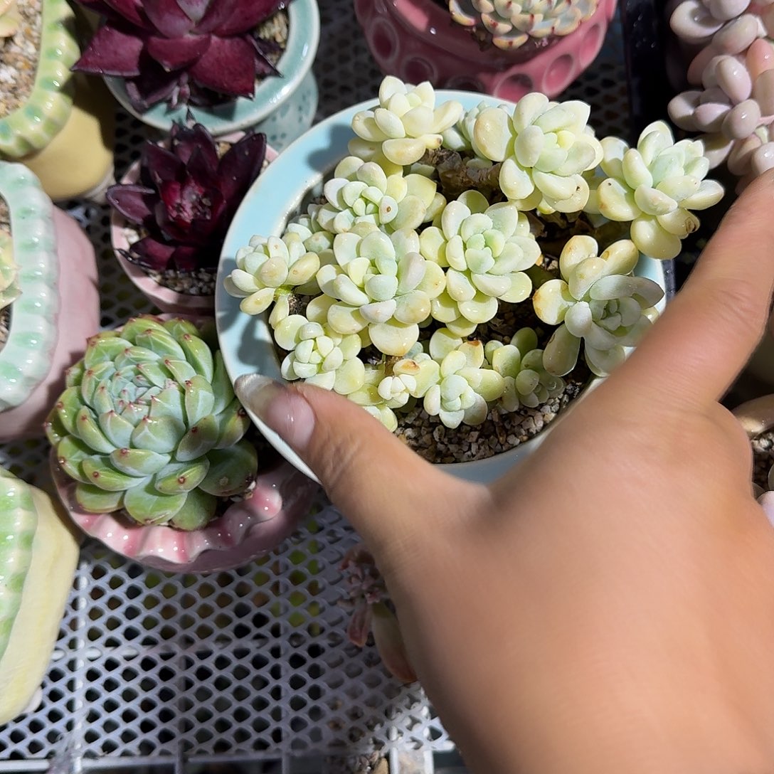 劳尔近多肉植物精品