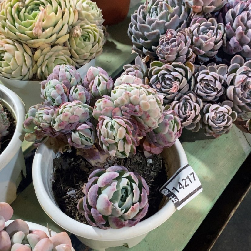 【闪购商品】贝瑞缀14217