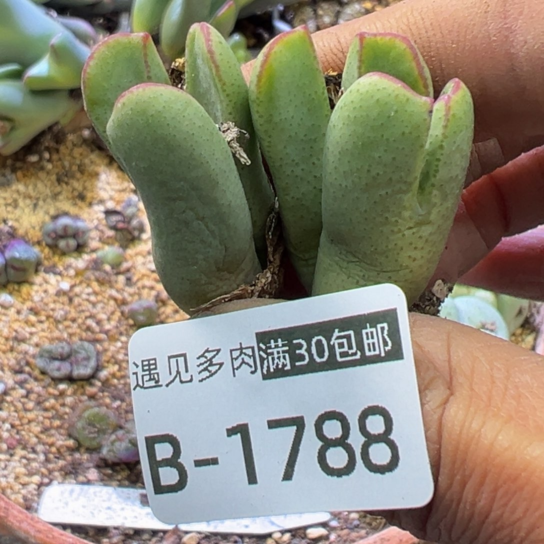多肉植物1111111111114