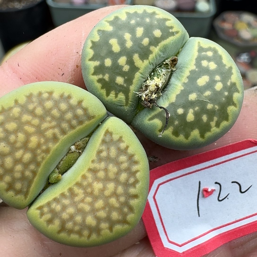 122多肉哈哈哈哈哈哈