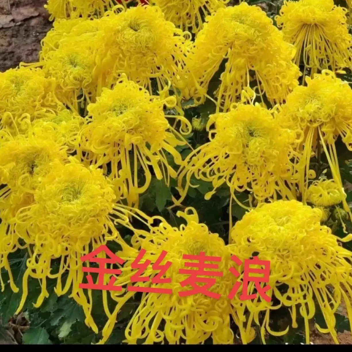 金丝麦浪菊花可阳台可地载土球发